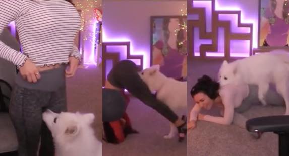 FULL VIDEO: Alinity Divine Dog Nude Twitch Streamer Leaked! - 2019 12 01 21 20